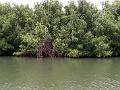 25 - Mangrove 070